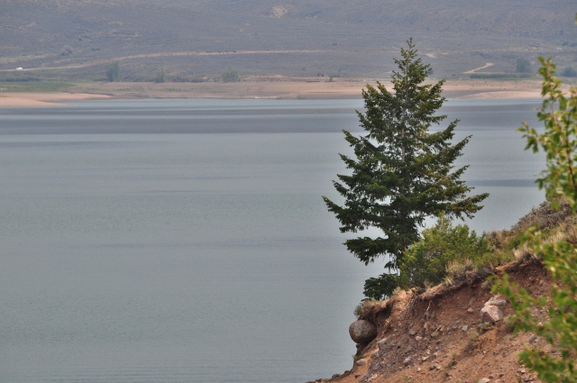 lone tree on edge of cliff